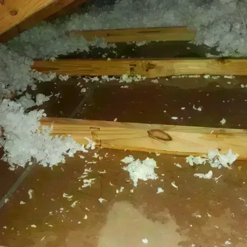 Attic Water Damage in Warrior, AL