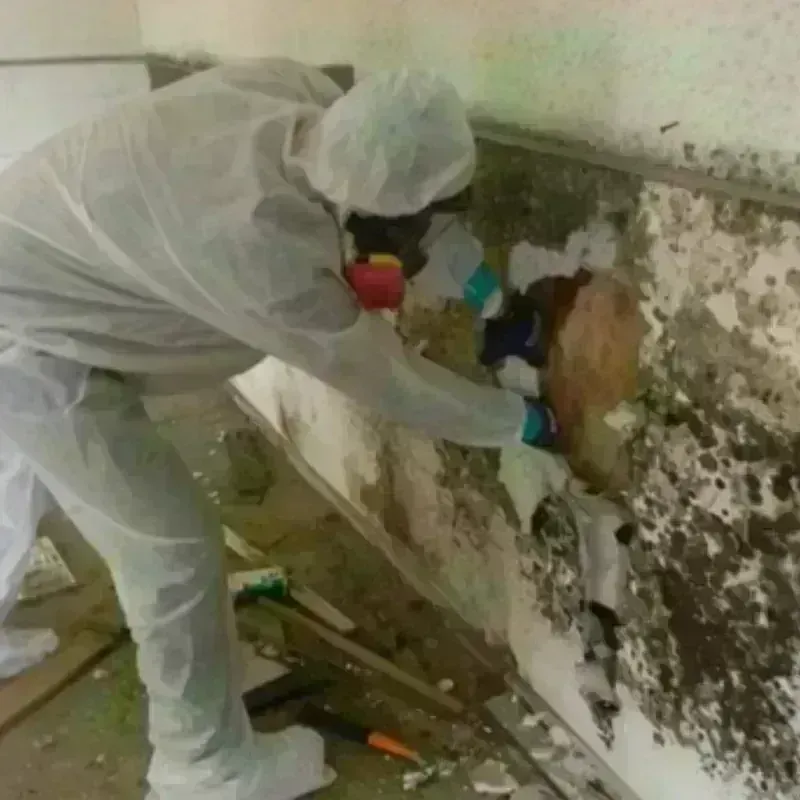 Mold Remediation and Removal in Warrior, AL